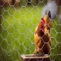 Home Garden Chicken Hexagonal Wire Mesh Netting Fence